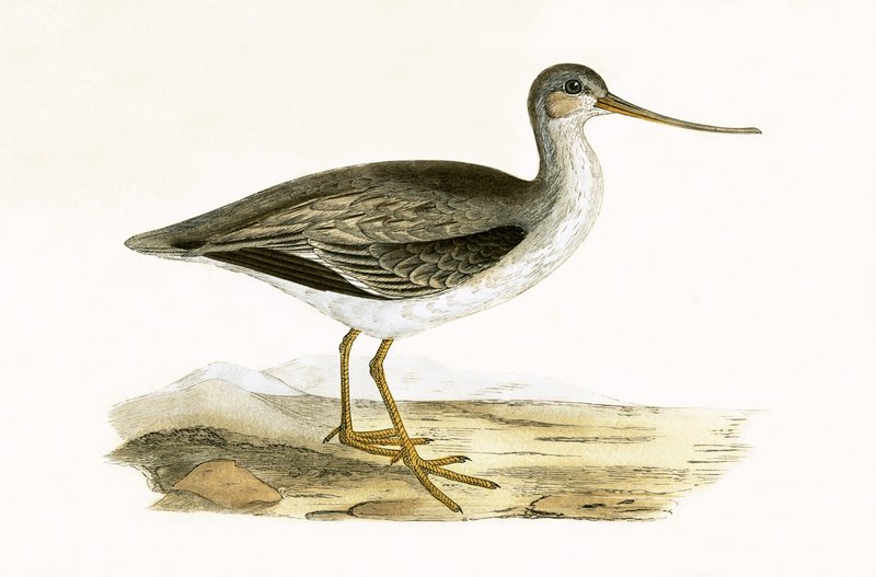 Terek Godwit, illustrazione da 