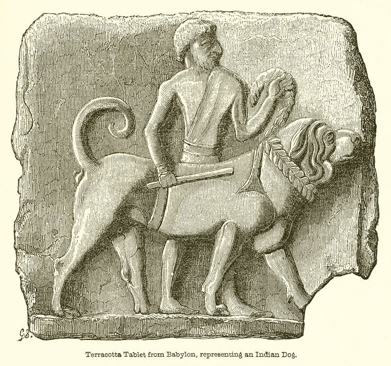 Tavoletta di Terracotta da Babilonia, Rappresentante un Cane Indiano da English School