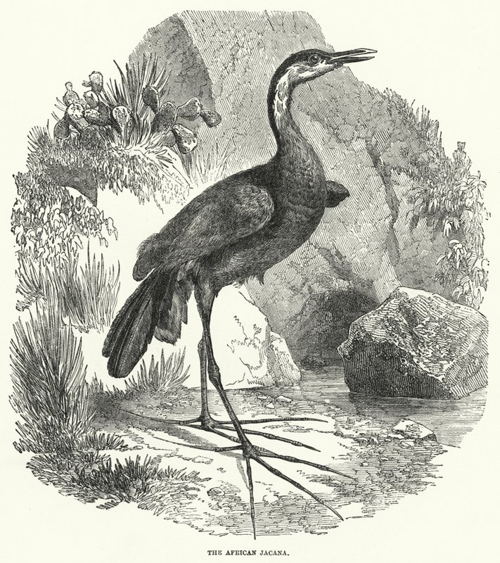 Il jacana africano da English School