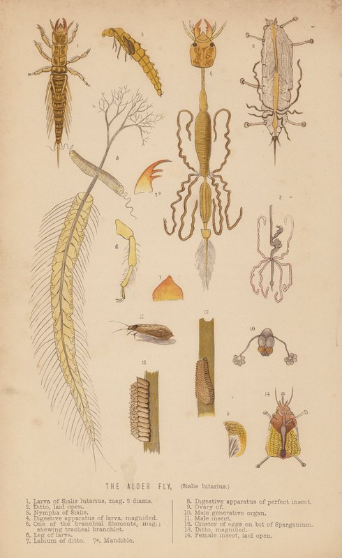 La mosca dell