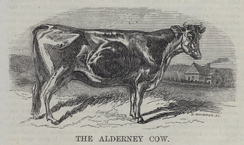La mucca di Alderney (incisione) da English School