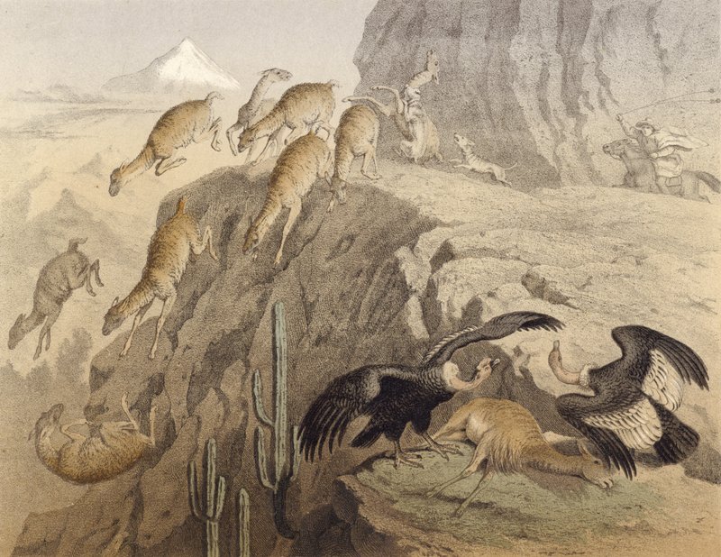 Le montagne delle Ande in Perù, caccia al lama, il condor da English School