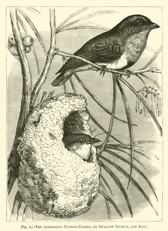 Il fiorpecker australiano, o Dicaeum rondine, e nido da English School