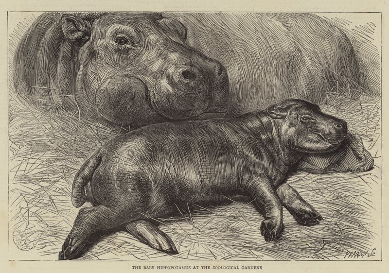 Il Baby Ippopotamo ai Giardini Zoologici da English School