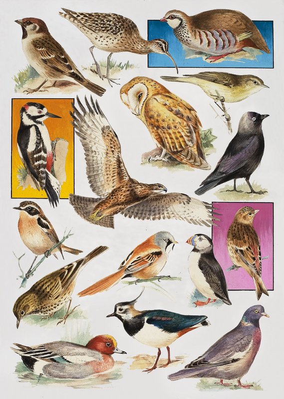 Gli uccelli della Gran Bretagna da English School