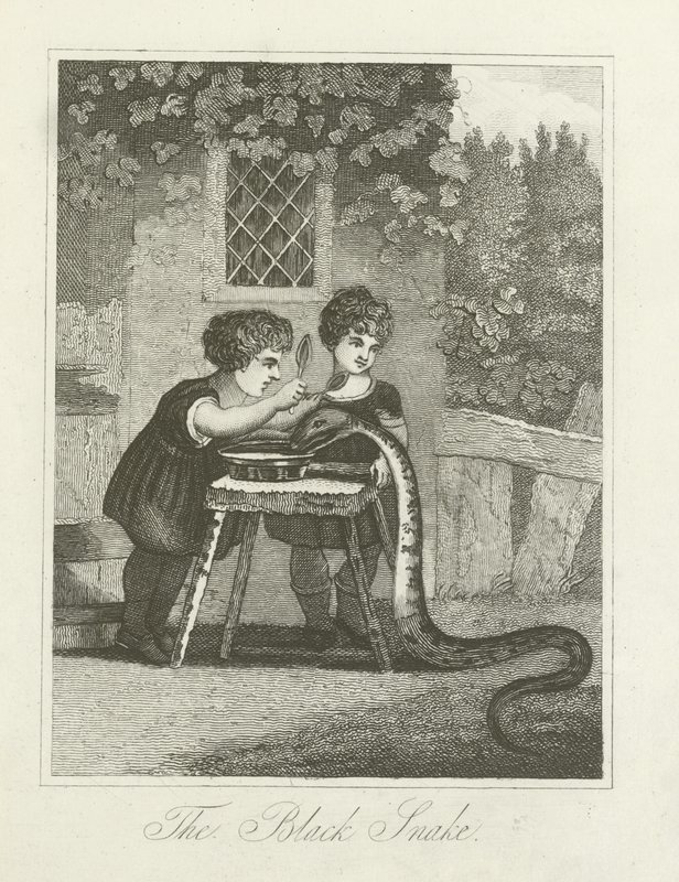 Il serpente nero da English School