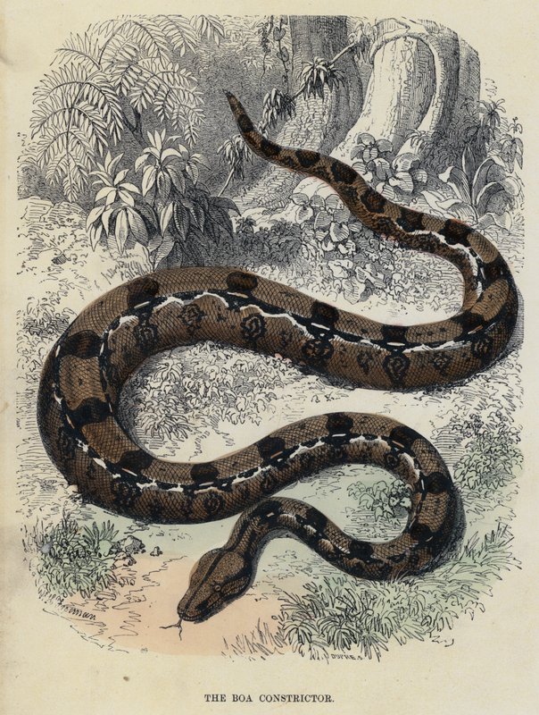 Il Boa Constrictor da English School