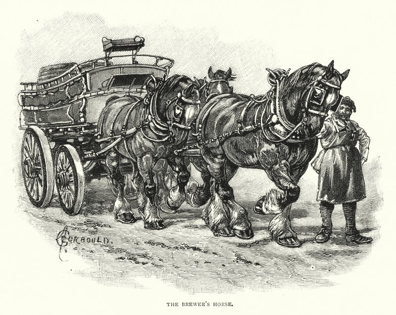 Il cavallo del birraio da English School