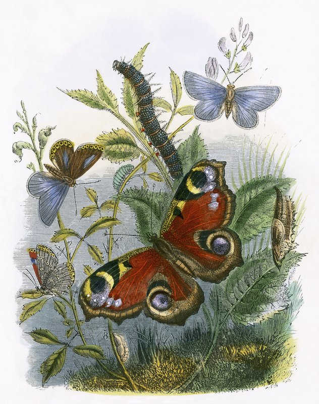 Il vivarium delle farfalle da English School