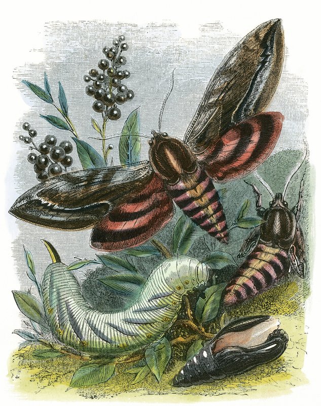 Il vivarium delle farfalle da English School