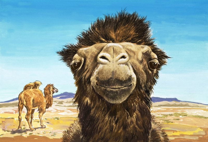 Il cammello, illustrazione da "Creature con facce buffe". da English School