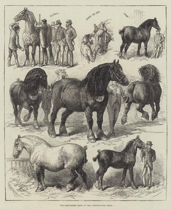 La Mostra del Cavallo da Tiro alla Sala dell