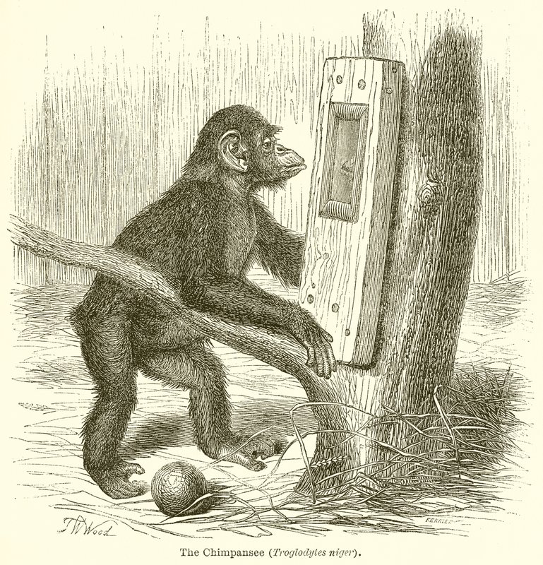 Lo scimpanzé (Troglodytes Niger) da English School