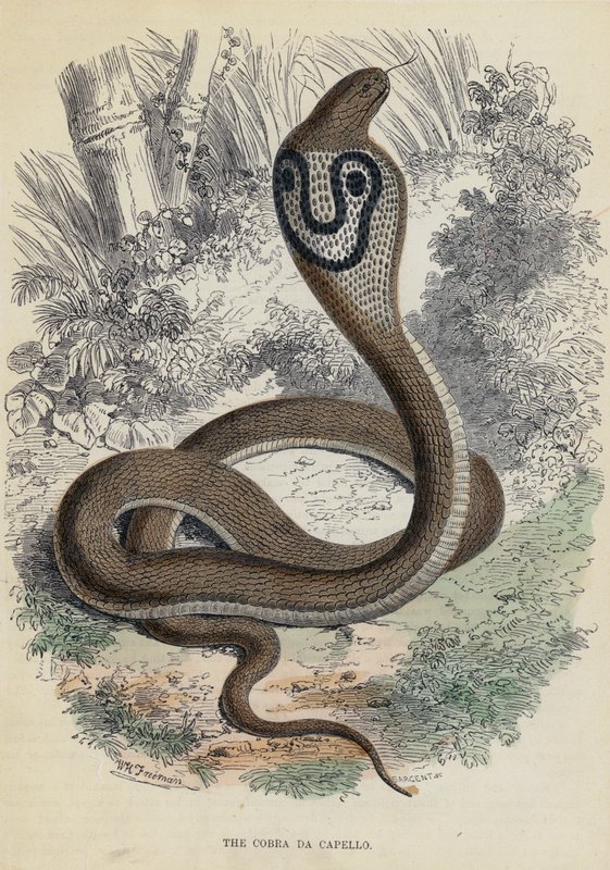 Il Cobra Da Capello da English School