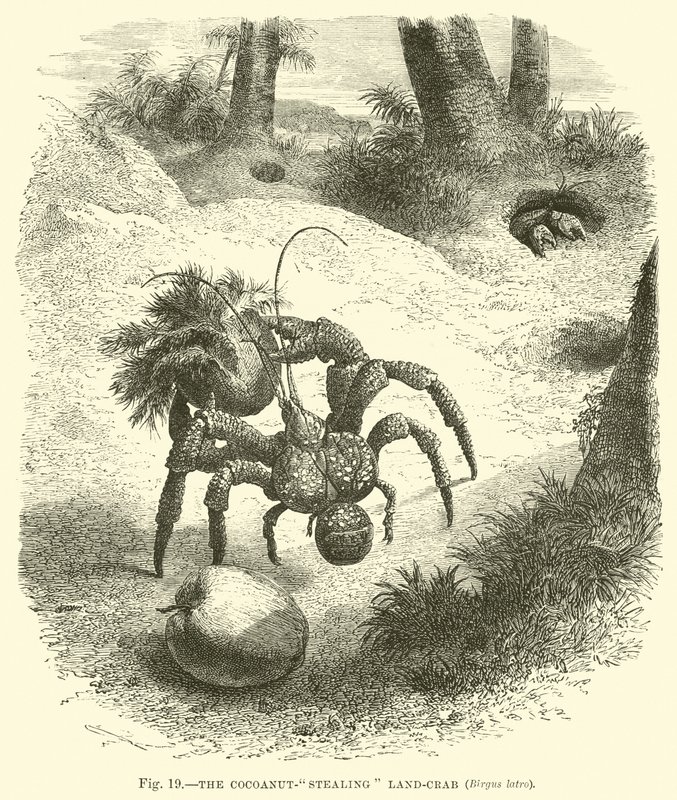Il granchio ladro di cocco, Birgus latro da English School