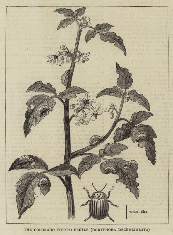 Il coleottero della patata del Colorado, Doryphora decemlineata (incisione) da English School