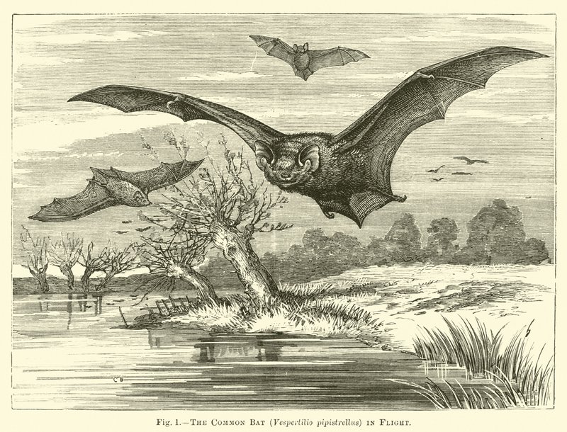 Il pipistrello comune, Vespertilio pipistrellus, in volo da English School