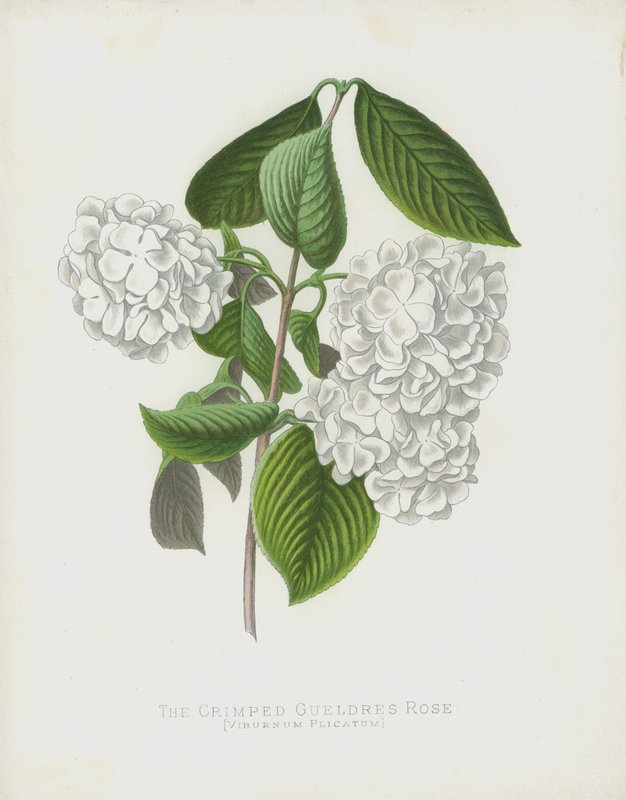 La rosa di Gueldres increspata, Viburnum Plicatum; var Dilatata da English School