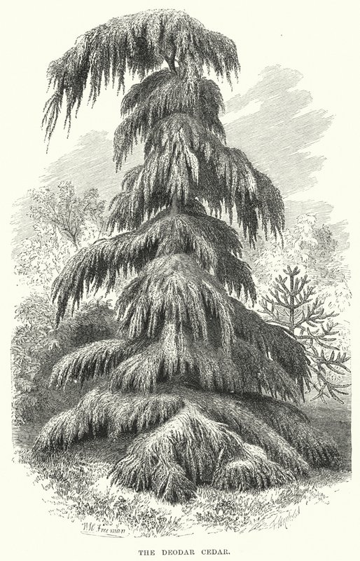 Il Cedro Deodar da English School