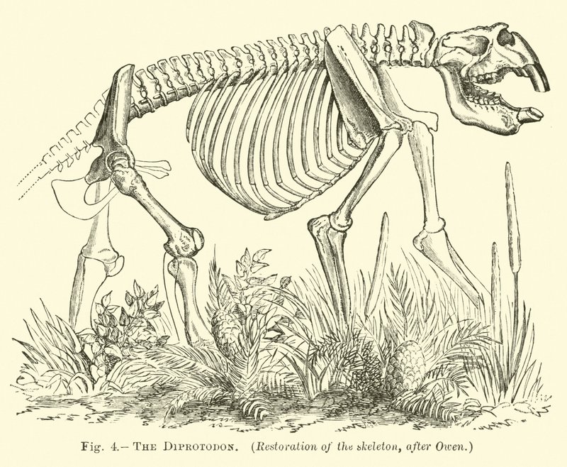 Il Diprotodonte da English School