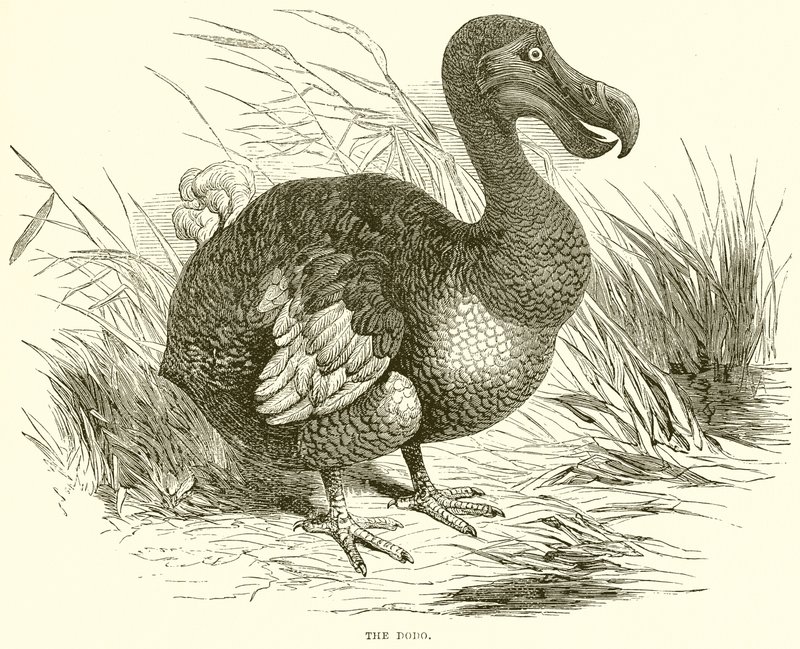 Il dodo da English School