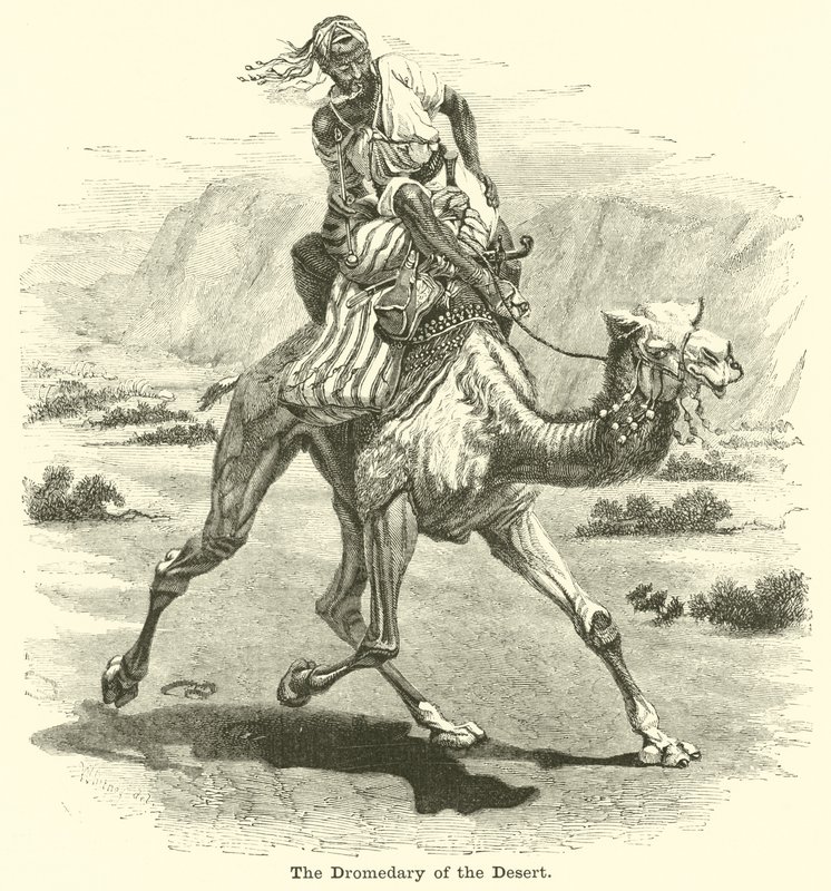 Il dromedario del deserto da English School