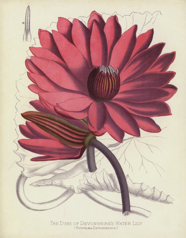 La ninfea del Duca di Devonshire, Nymphaea Devoniensis da English School
