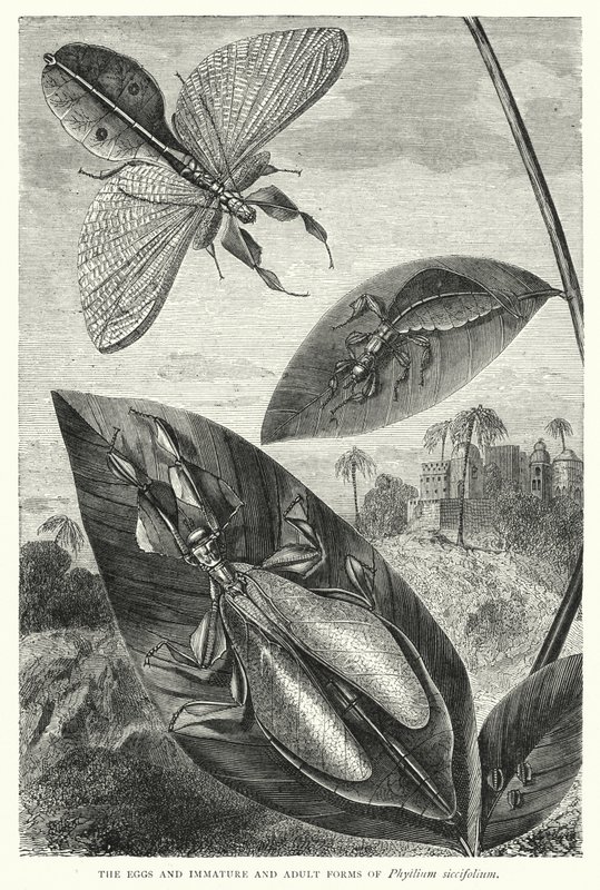 Le uova e le forme immature e adulte di Phyllium siccifolium da English School