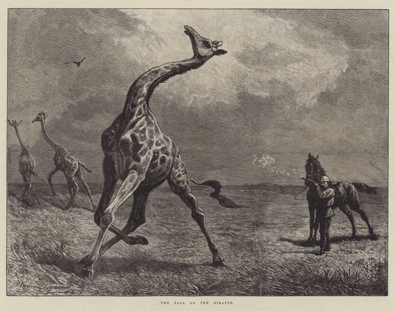 La caduta della giraffa da English School