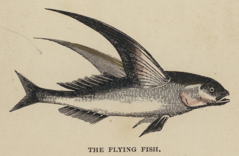 Il pesce volante da English School