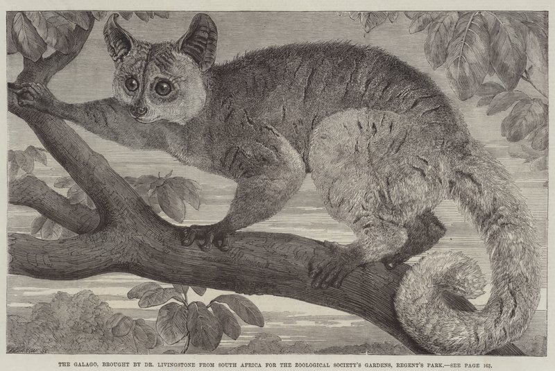 Il Galago, portato dal Dr Livingstone dal Sud Africa per i Giardini della Società Zoologica, Regent