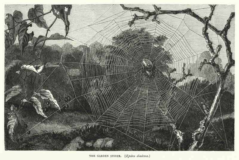 Il ragno da giardino, Epeira diadema (incisione) da English School