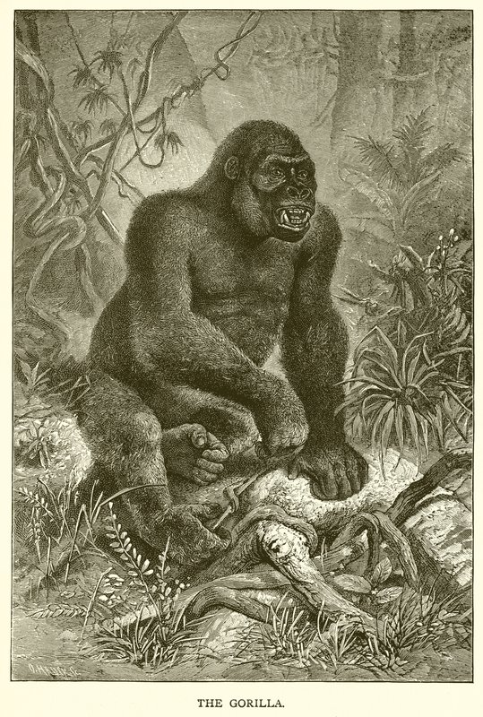 Il Gorilla da English School