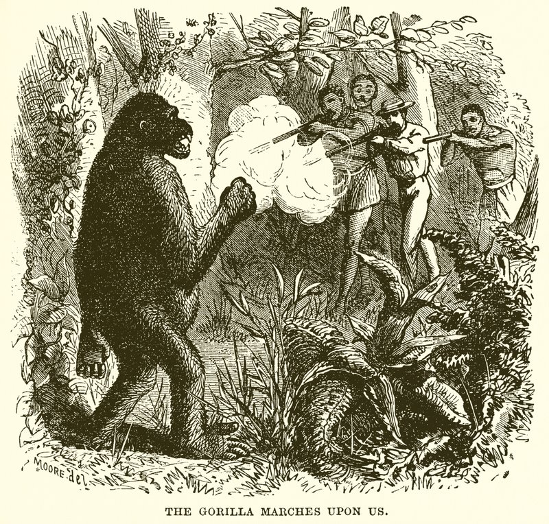 Il gorilla marcia verso di noi da English School
