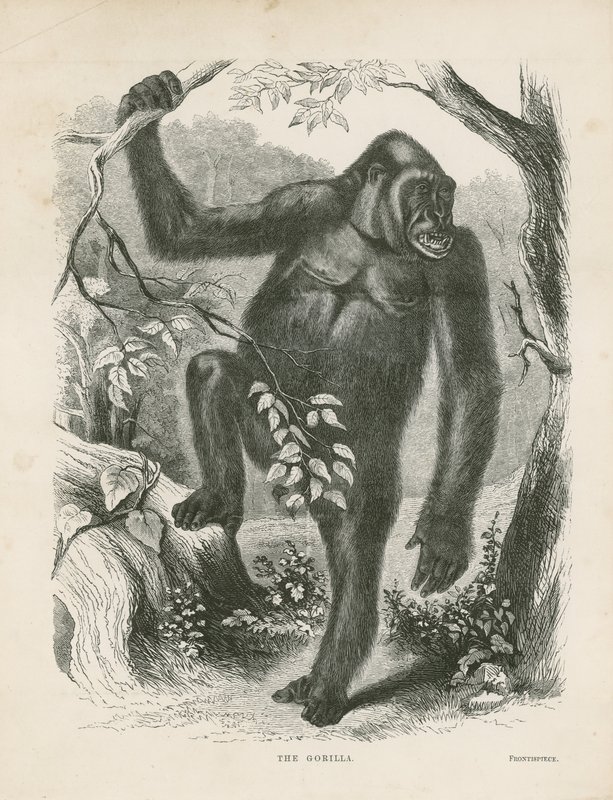Il gorilla, frontespizio per Esplorazioni e Avventure in Africa Equatoriale di Paul B du Chaillu da English School