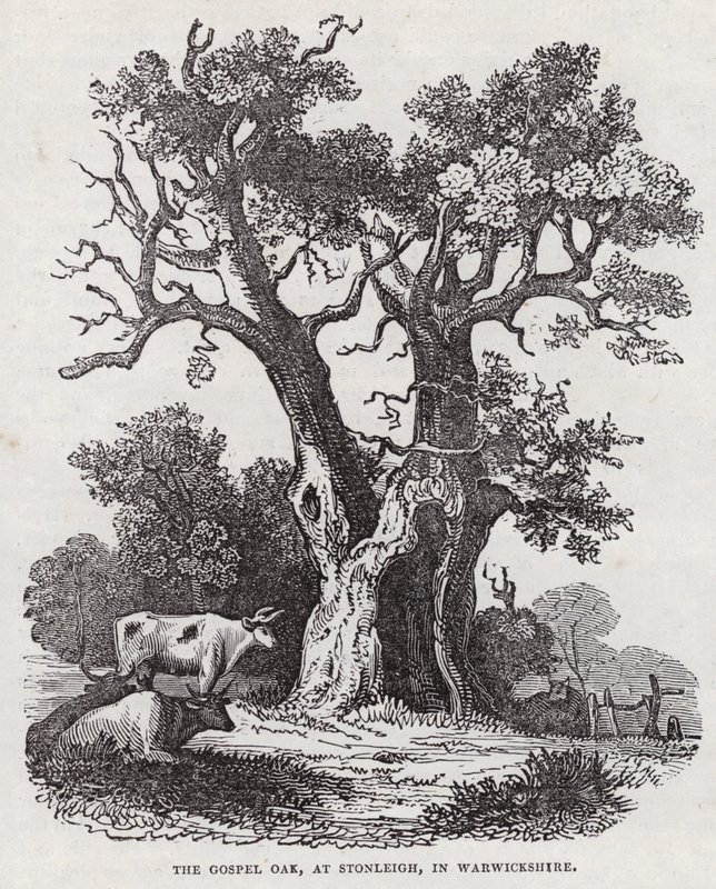 La Quercia del Vangelo, Stonleigh, Warwickshire (incisione) da English School