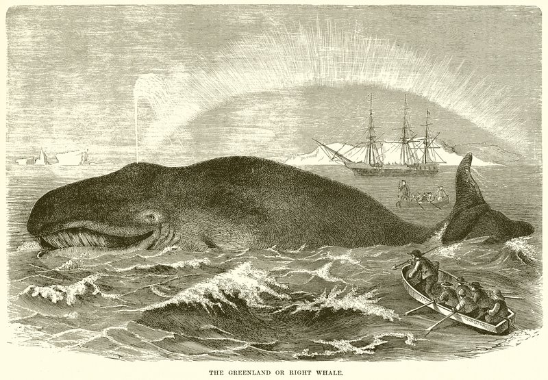 La balena della Groenlandia o balena franca da English School