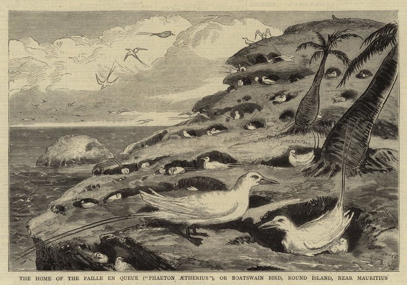 La Casa del Paille en Queue ("Phaeton Aetherius"), o Uccello Boatswain, Round Island, vicino a Mauritius da English School