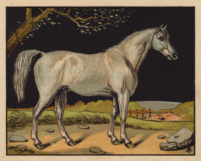 Il cavallo da English School