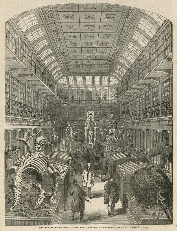 Il Museo Hunterian al Royal College of Surgeons da English School