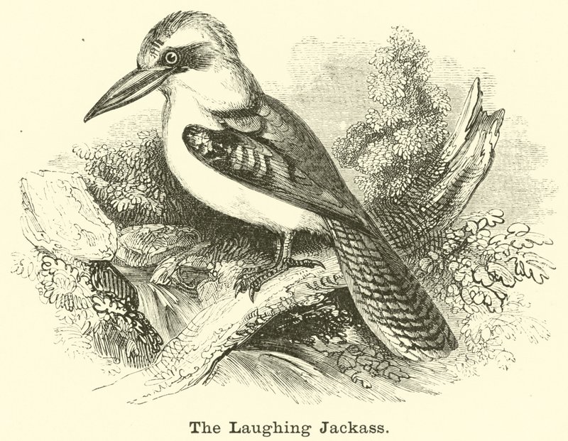 Il kookaburra da English School