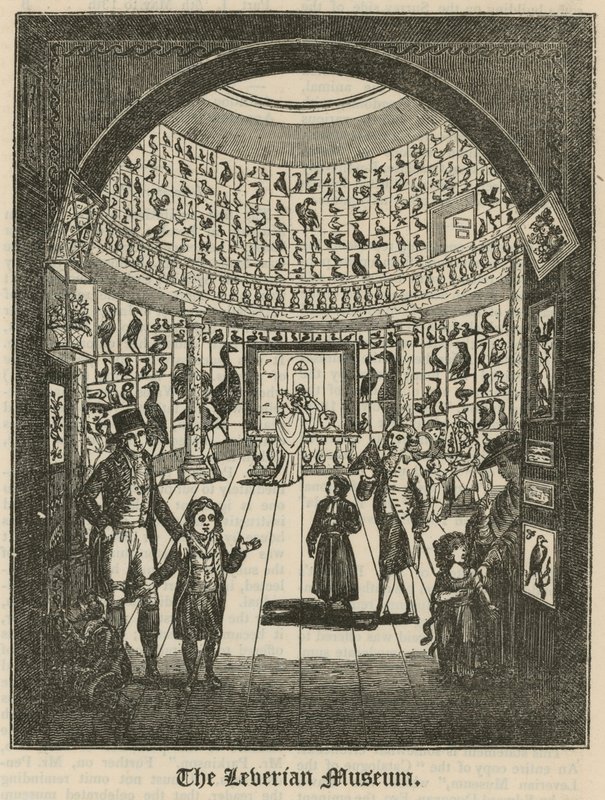 Il Museo Leverian da English School