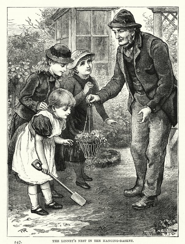 Il nido del fanello nel cesto sospeso (incisione) da English School