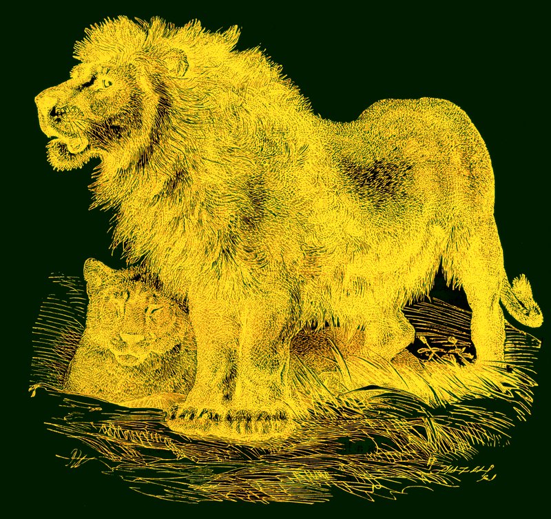 Il Leone, illustrazione da La Storia Naturale Illustrata di J. G. Wood, pubblicata c.1850 da English School