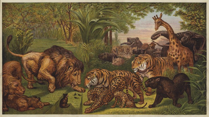 La ricezione del leone (litografia a colori) da English School