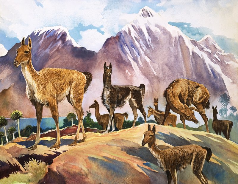 Il lama, illustrazione da "Meraviglie della natura". da English School
