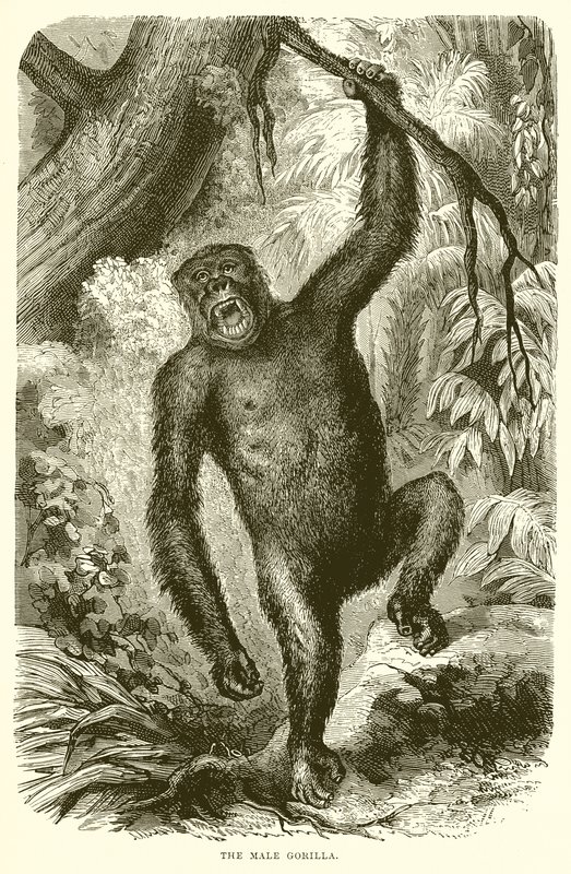 Il gorilla maschio da English School