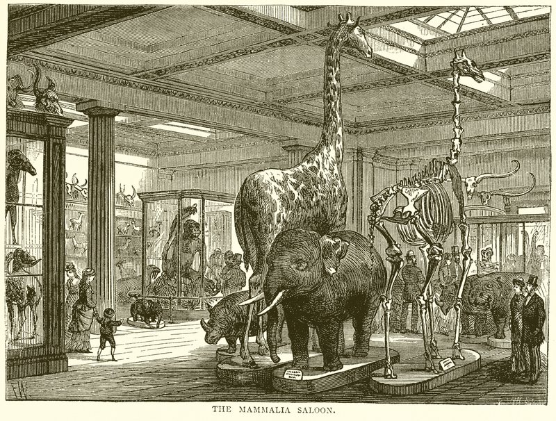 Salone dei Mammiferi da English School