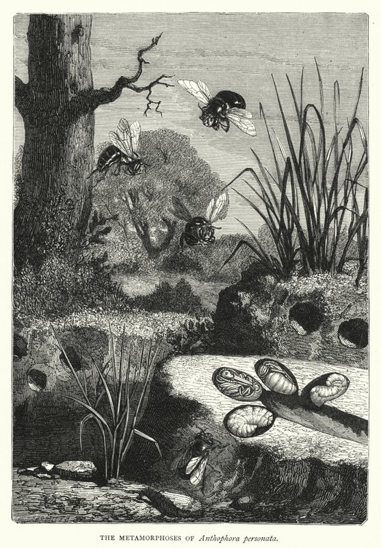 Le metamorfosi di Anthophora personata (incisione) da English School