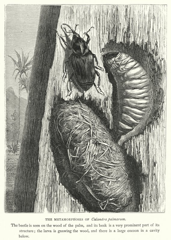 Le metamorfosi di Calandra palmarum da English School